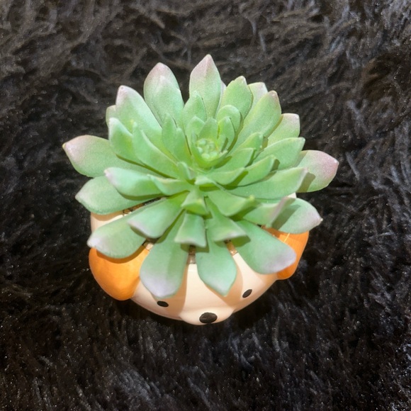 BRAND NEW ‘Francesca’s’ Dog succulent - Picture 2 of 4